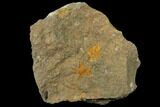 Fossil Starfish (Petraster?) & Edrioasteroid (Spinadiscus) - Morocco #118332-1